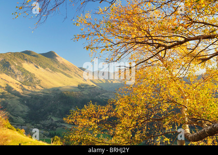 Beech tree, Takaka Hill, Tasman, île du Sud, Nouvelle-Zélande Banque D'Images