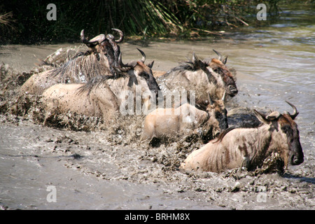 Des gnous dans le Maasai Mara, Kenya Banque D'Images