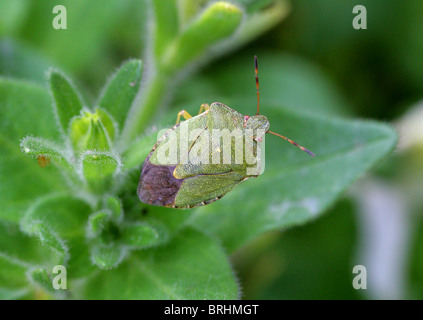 Shieldbug vert, Palomena prasina, Pentatomidae, Heteroptera, Hémiptères. Un bouclier ou Stink Bug. Banque D'Images