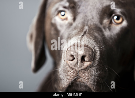 Gros plan d'un labrador Chocolat Banque D'Images