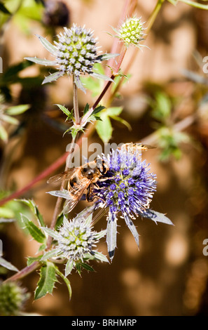 Abeille sur une Plante Nepeta dans la campagne anglaise Banque D'Images