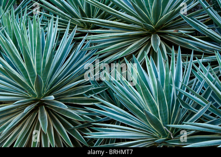 Les plantes en sisal, Madagascar Banque D'Images