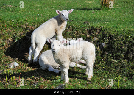 Moutons Cheviot (Ovis aries) agneaux dans les Highlands, Ecosse, Royaume-Uni Banque D'Images