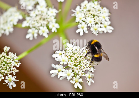 Recueillir le nectar des abeilles jardin montrose Ecosse Banque D'Images