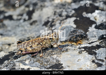 Criquet italien (Calliptamus italicus) sur la roche, la Brenne, France Banque D'Images