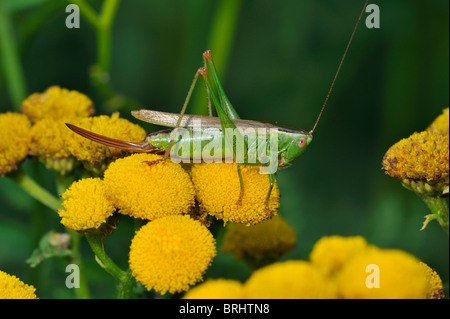 Long-winged conehead (Conocephalus fuscus / Conocephalus discolor) sur tanaisie fleurs, Belgique Banque D'Images