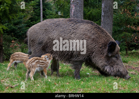 Le sanglier (Sus scrofa) truie porcelets de lait au printemps printemps, Allemagne Banque D'Images