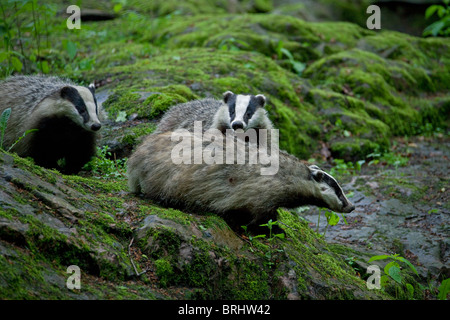 Blaireau d'Europe (Meles meles) sur rock en forêt, Suède Banque D'Images