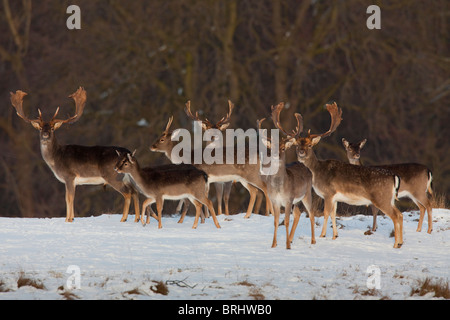 Daims cerfs (Cervus dama / Dama dama) en forêt dans la neige en hiver, Danemark Banque D'Images