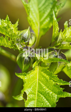 Tacheté de noir les calices du Shoo Fly Nicandra physalodes (plante) à l'automne en UK Banque D'Images