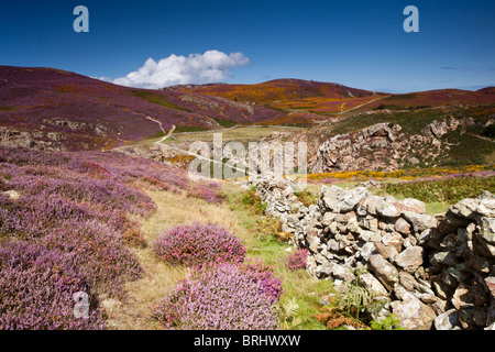 Sychnant pass près de Conwy Wales est un endroit de beauté locaux admiré par les touristes et les habitants de la richesse de la bruyère et l'ajonc. Banque D'Images