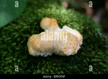 Dent à plusieurs niveaux, champignon Hericium cirrhatum, Hericiaceae. Croissant sur souche d'arbre moussus. Banque D'Images
