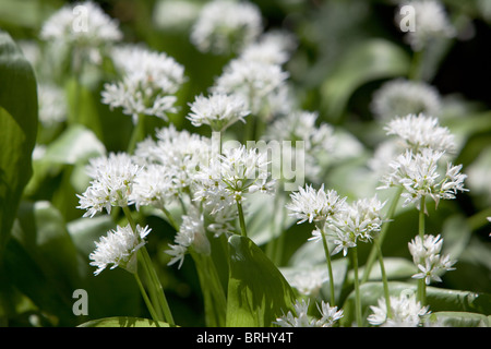 "Sauvage" de l'alliaire officinale (Alliaria petiolata) fleurs poussant près du château de Corfe. (Parfois appelé l'ail de couverture). Dorset, Angleterre. Banque D'Images