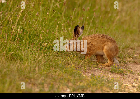 HareLepus europaeus brun nourrissant des graminées sur les terres agricoles de Norfolk, au Royaume-Uni Banque D'Images