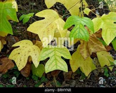 Les feuilles d'automne de l'Liriodendron sinensis à l'Arboretum de la Martinière Banque D'Images