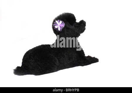 Caniche toy noir avec pourpre boucles dans les oreilles. Isolé sur fond blanc. Banque D'Images