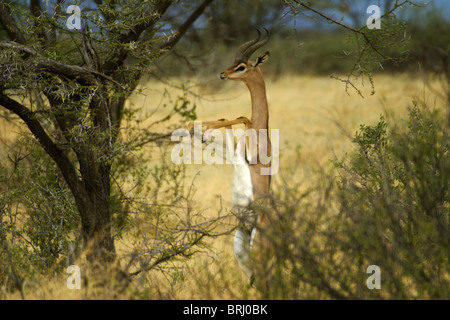 Gerenuk mâle debout sur les pattes arrière pour parcourir l'acacia, Samburu, Kenya Banque D'Images