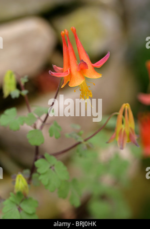 Rouge de l'Ouest, Columbine Aquilegia elegantula, Ranunculaceae, Colorado et Nouveau Mexique, Amérique du Nord. Banque D'Images