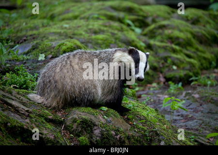 Blaireau européen (Meles meles) sur rock en forêt, Suède Banque D'Images