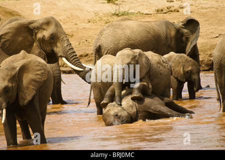 Les éléphants boire et jouer dans la rivière, Samburu, Kenya Banque D'Images
