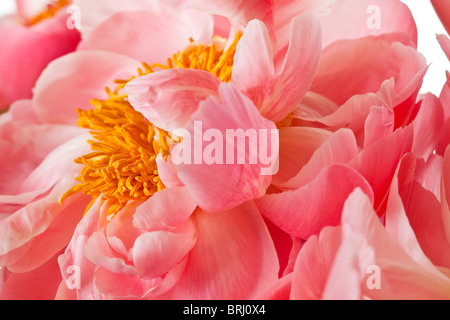 Fleur de pivoine isolé sur fond blanc Banque D'Images