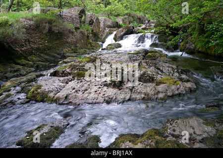 La forêt dans les Duddon Valley dans le Lake district avec tumbling stream Banque D'Images