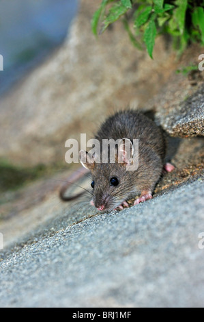 Jeune rat surmulot (Rattus norvegicus) longeant le canal d'alimentation Banque D'Images