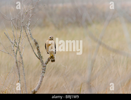 Eurasian Kestrel Banque D'Images