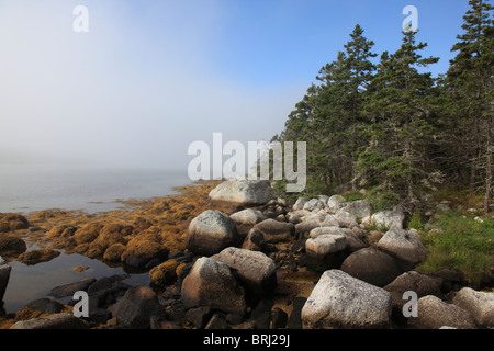 Le brouillard et les plantes sur les rochers du littoral à marée plus bas sur la côte Atlantique à la Nouvelle-Écosse, au Canada, en Amérique du Nord.Photo de Willy Matheisl Banque D'Images