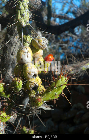 Espèces de cactus Opuntia à Uspiki Island, le Lac Titicaca, au Pérou. Banque D'Images