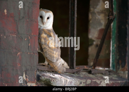 Barn Owl (Tyto alba) s'assit dans une fenêtre d'un ancien bâtiment, sur un aérodrome de Norfolk, au Royaume-Uni Banque D'Images