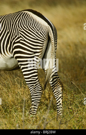 Retour fin de zèbre de Grevy, Samburu, Kenya Banque D'Images