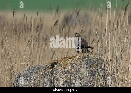 Busard des roseaux (Circus aeruginosus) femelle au nid en roselière, Autriche Banque D'Images