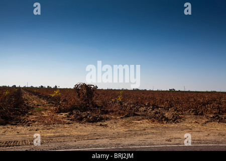 Vieilles vignes vignoble où ont été arrachés en attente de plantation près de Lodi Californie dans la vallée centrale de Californie Banque D'Images