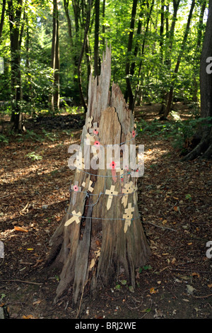 Souche d'arbre, des cratères de bombes et des tranchées de la Première Guerre mondiale, visibles en bois du sanctuaire, Hill 62, près d'Ypres (Ieper) en Belgique. Banque D'Images