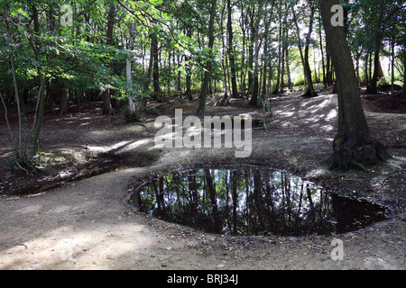 Cratères de bombes et des tranchées de la Première Guerre mondiale, visibles en bois du sanctuaire, Hill 62, près d'Ypres (Ieper) en Belgique. Banque D'Images