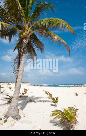 Le Mexique, Cozumel. Playa Chen Rio, Isla de Cozumel (l'île de Cozumel). Banque D'Images