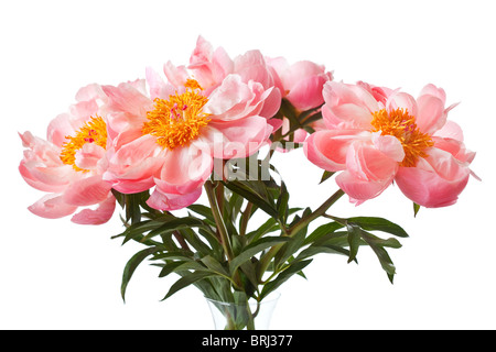 Fleur de pivoine isolé sur fond blanc Banque D'Images