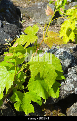 Vigne de raisin poussant dans le champ de lave Madalena, Pico, Açores, Portugal. Banque D'Images