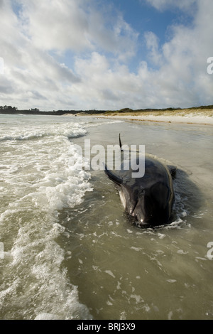 Les baleines pilotes bloqués à Rarawa Beach, Northland, Nouvelle-Zélande Banque D'Images