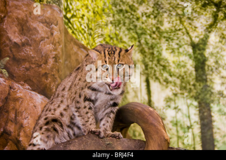 Le chat de Geoffroy (Leopardus geoffroyi) est un petit chat sauvage dans les régions méridionales et centrales de l'Amérique du Sud. Banque D'Images