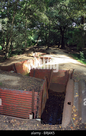 Cratères de bombes et des tranchées de la Première Guerre mondiale, visibles en bois du sanctuaire, Hill 62, près d'Ypres (Ieper) en Belgique. Banque D'Images