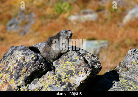 Marmotte des Alpes Marmota marmota - Banque D'Images