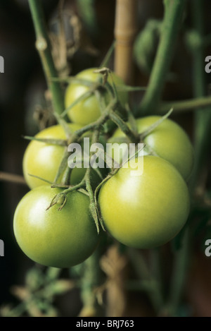 Les tomates vertes qui poussent sur la vigne Banque D'Images