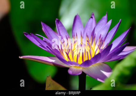 Fleur de Lotus pourpre dans un parc à Hue, Vietnam Banque D'Images