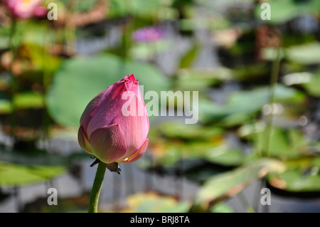 Fleur de Lotus rose dans un parc à Hue, Vietnam Banque D'Images