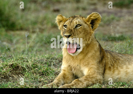 Lion cub bâillements, Masai Mara, Kenya Banque D'Images