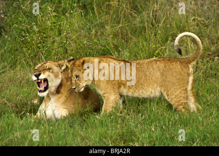 Lionne grondant au cub, Masai Mara, Kenya Banque D'Images