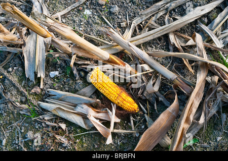 Vestiges de maïs récoltés / Maïs doux - Indre-et-Loire, France. Banque D'Images