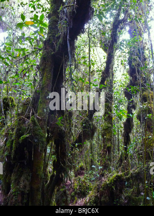 Les forêts tropicales humides du monde continuent à diminuer en taille en raison de l'exploitation par l'humanité. Banque D'Images